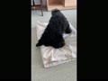 210723鴨川ほりほりにこたん 210723鴨川ほりほりにこたん