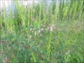 舎人公園 舎人公園